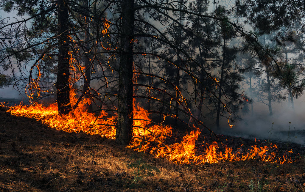 Wildfire in forest